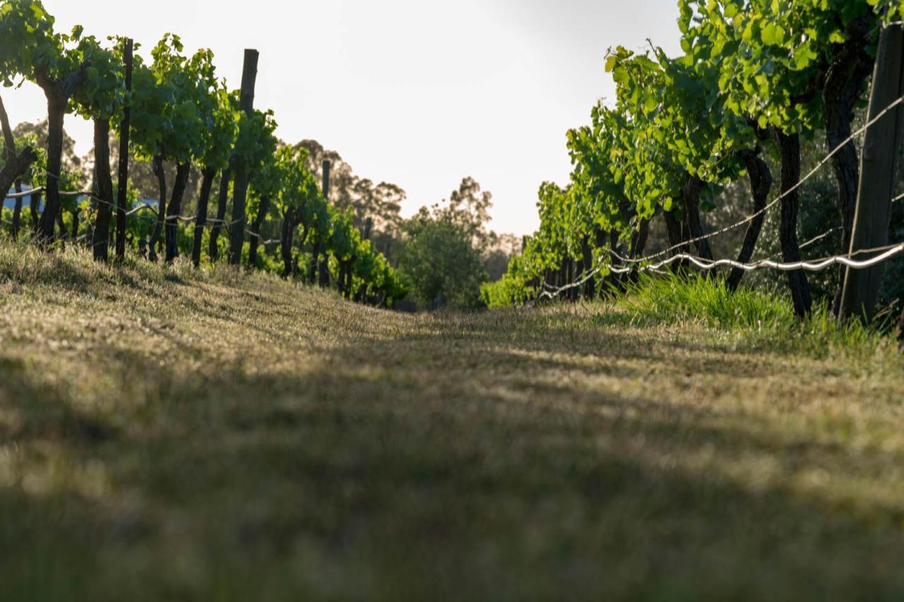Thistle Hill Guesthouse - Walk To Many Wineries And Restaurants Pokolbin Bagian luar foto